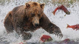 Grizzly Bears The Drama of the Alaskan Salmon Run  Alaska    Wild Travel  Robert E Fuller