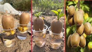 How to grow kiwi fruit with banana organic harmones  easiest way to grow kiwi trees 