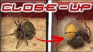 How Spiders Lay Eggs  Paano Mangitlog ang Gagamba ORB WEAVER