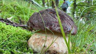 FUNGHI PORCINI 2024CASTAGNO DI FINE MAGGIO 