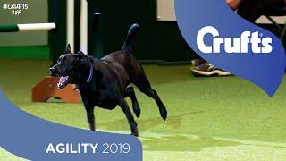 We Got a Runner Rescue Dog Agility  Crufts 2019