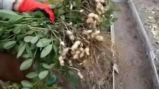 Арахис на даче полный процесс от посадки до сбора урожая