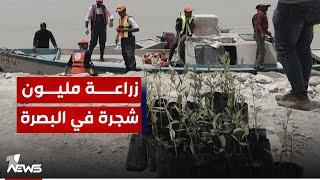 ترتوي بماء البحر.. البصرة تبدأ مشروعا لزراعة مليون شجرة مانغروف تنعش رئة المحافظة الملوثة