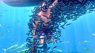 I got Swarmed by Thousands of Bait Fish in the middle of a Feeding Frenzy Spearfishing for Dorado