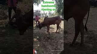 bahut hi sundar pat ka bail #short #viral short #handsome ox