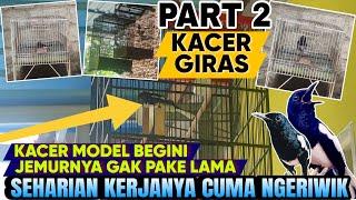 KACER GIRAS KAYAK BEGINI KOK DIJEMUR LAMA  CARA MERAWAT KACER