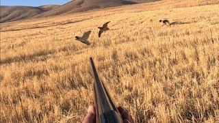 BILDIRCIN AVI RAST GELEN KEKLİK SÜRÜLERİ ÇOK NET GÖRÜNTÜLER QUAIL HUNT ОХОТА НА ПЕРЕПЕЛА