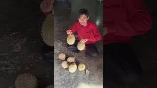 Beli durian murah di kampung