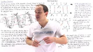 Secondary Structure of Proteins