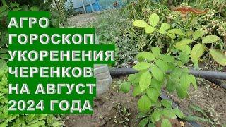 Агрогороскоп укоренения черенков в августе 2024 Agrohoroscope for rooting cuttings in August 2024