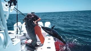 Insane Kite Fishing For Big Bluefin Tuna Aboard 42 Freeman + Epic Drone Bites