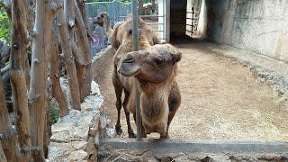 Зоопарк  Смешные верблюды развлекаются