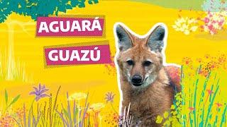 Fauna Nativa - Aguara Guazu