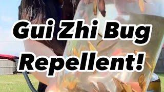 Make a Bug Repellent using our herb friend Gui Zhi Cinnamon Twig