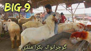 Top Quality Mundra chatra heavyweight Mundra top 9 chatre rate?  bakra mandi gujranwala