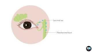 Eye Anatomy Chapter 8  The Lacrimal Gland