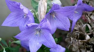 How to Grow Balloon Flower