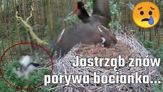 Bociany Czarne w woj. łódzkim - Jastrząb porywa kolejnego bocianka 16.06.2023