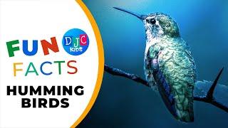 Hummingbirds  5 Mind-Blowing Facts 