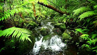  Rainforest Nature Sounds with Relaxing Running Water and Different Birds Singing in this Jungle.