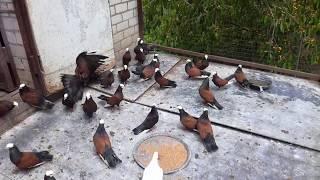 Голуби редкой породы.  Rare breed pigeons 