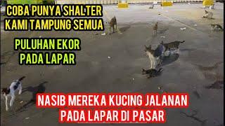 Masya Allah Kucing Liar Pasar Banyak Yang Kelaparan..