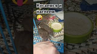 Дикие крысята сселились и наглеют.  CМех и Грех.  #wildrats #cuterats #like #приют