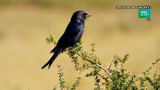 Drongo Bird - Cleverest Scam in the Animal World