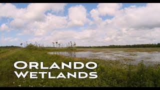 4K Wildlife Ambient Scenery Nature Birds Nesting Insect Sounds Birding  Summer  Orlando Florida