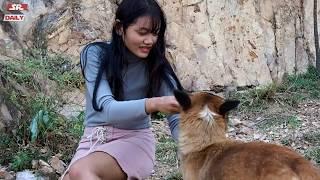 Cute Girl Giving Food To Malinois Dog - Amazing Smart Dog Playing With a Girl on The Mountain