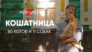 Со мной живут 80 кошек и 11 собак #монолог кошатницы