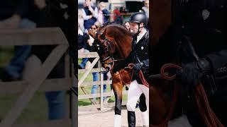 Tsunami De Hus🫠🫶CREDITS @stallionaiservices2716  & @eventstroughalens   #horse  #equestrian