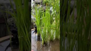 Growing Rice Paddy in a Pot  You should experiment this at home Awesomeness 