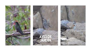 Aves de Jardín - Santiago Chile