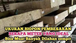 MEMBAHAS UKURAN BIOPON PEMBESARAN YANG IDEAL DILAHAN SEMPIT SUPAYA MUAT BANYAK