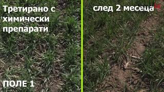 Две полета с пшеница - 2 месеца по-късно - Амитица ООД