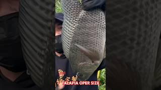 Mancing di sungai dapat ikan monster TALAPIA big size di semak semak #mancingikannilaliar #mancing