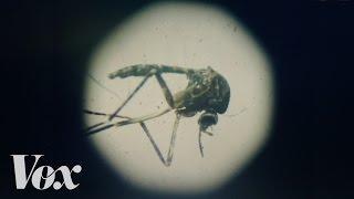 The Zika virus explained