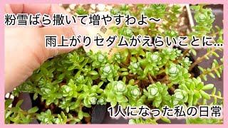 多肉植物粉雪ばら撒いて増やすわよ〜雨でセダムがえらいことなってるわ〜^_^1人になった私の戯言