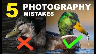 5 TOP MISTAKES IN BIRD PHOTOGRAPHY I WISH I KNEW ABOUT WHEN I STARTED  Tips for better pics