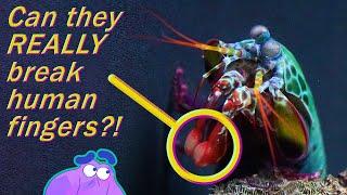 How the Mantis Shrimp Can Punch Through Glass  Alien Ocean