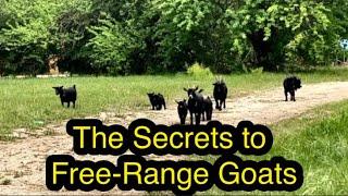 The Secrets to Free-Ranging Goats HOLISTIC GOAT CARE