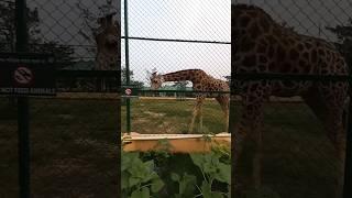 giraffe in eco park...harinaloy