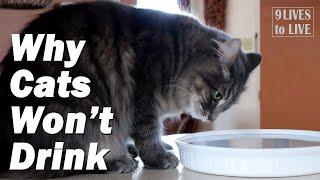 Should Your Cat Drink More Water?