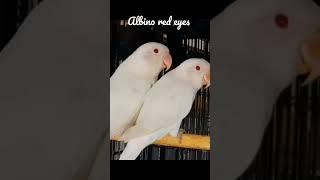 albino red eyes pair