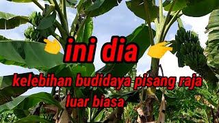 budidaya pisang raja luar biasabisa cepat kaya kalau pasarnya bagus