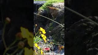 Flowers in the wind #flowers #water #wind #nature