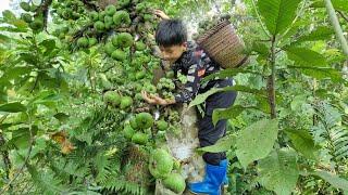 Nam - poor boy Picking wild figs to sell. The orphan boys joy when he sold all his fruit