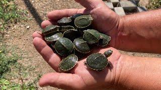 It rains and the next day I find all these baby turtles 