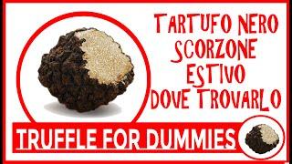 TROVARE IL TARTUFO NERO ESTIVO lo SCORZONE